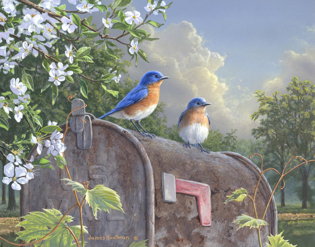 Rural Route Bluebirds - Ledgebay