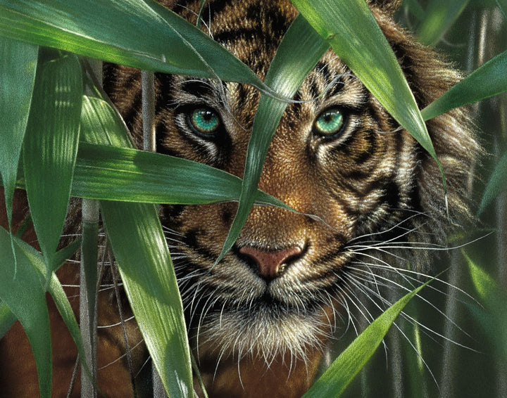 Bamboo Tiger - Extra Paint - Ledgebay