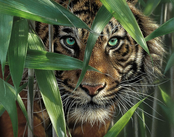 Bamboo Tiger - Ledgebay